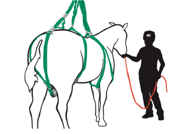Loops system on a standing horse while a person holds the horse