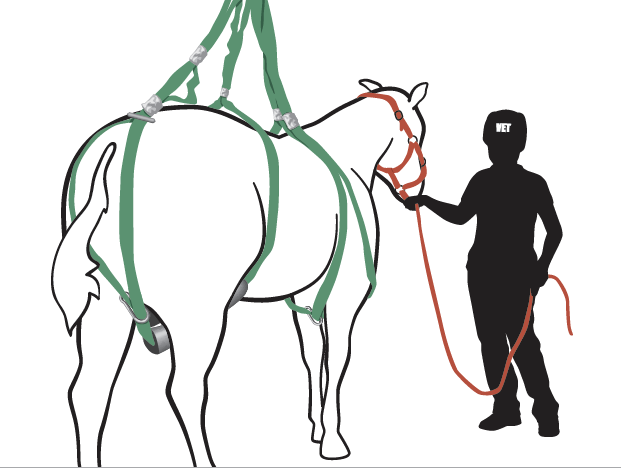 Vertical lift of recumbent horse using Simplified Loops Rescue System 