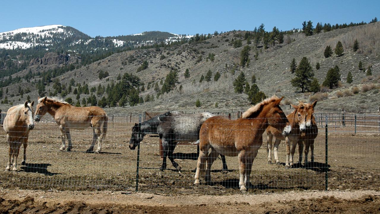 Horses standing in a lot with hills on the background