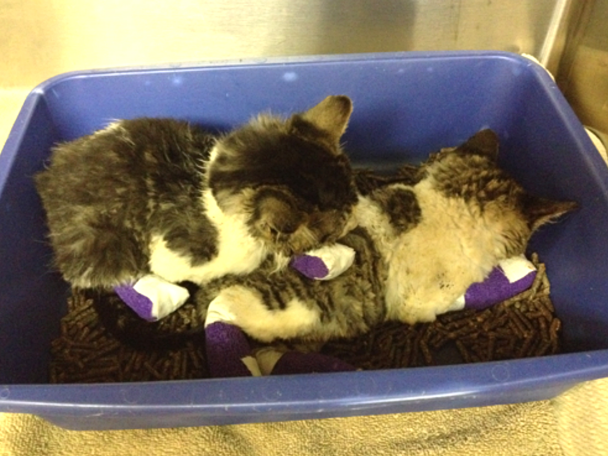 International Animal Welfare Training Initiative Animal Species