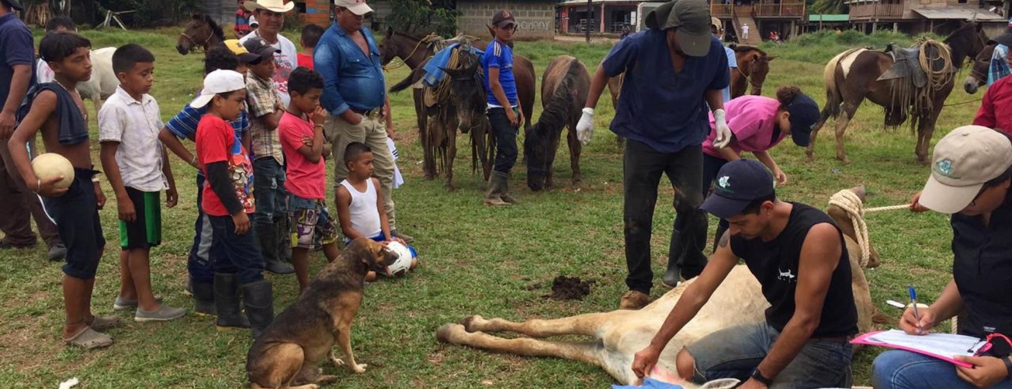 International Animal Welfare Training Initiative International Animal Welfare Training Initiative