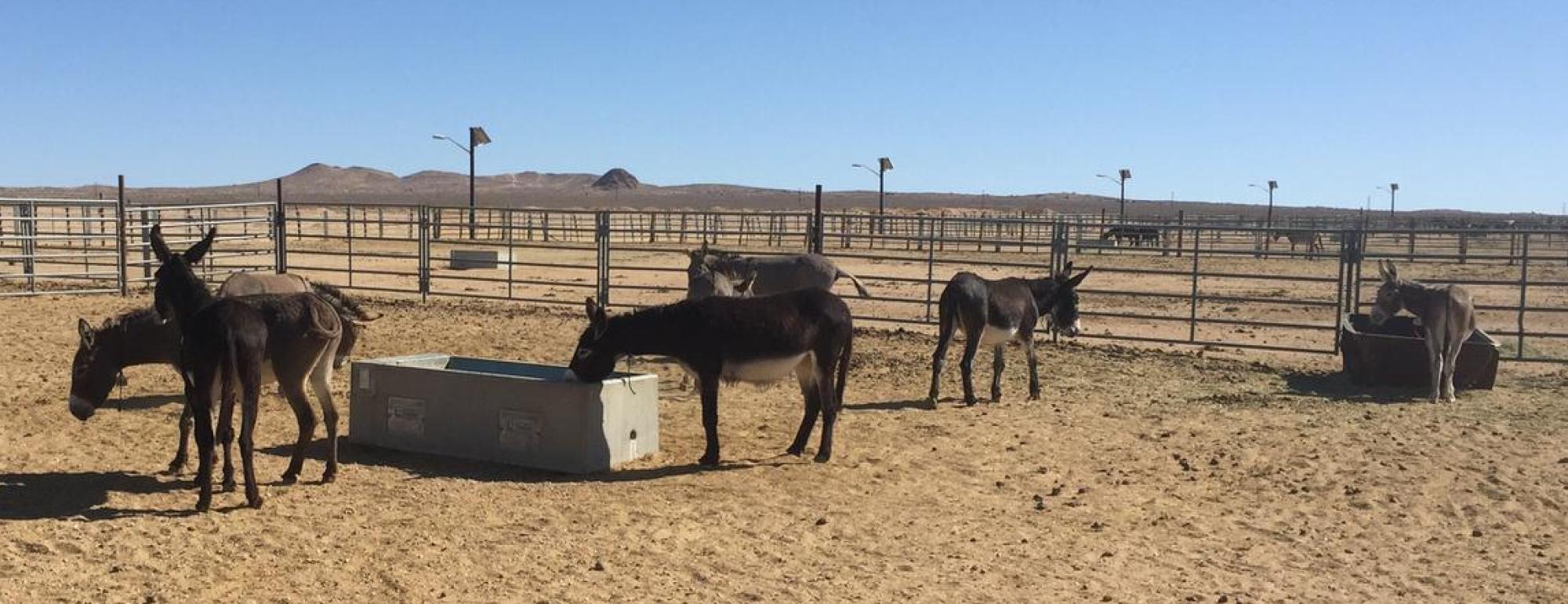 Donkey drink at water through