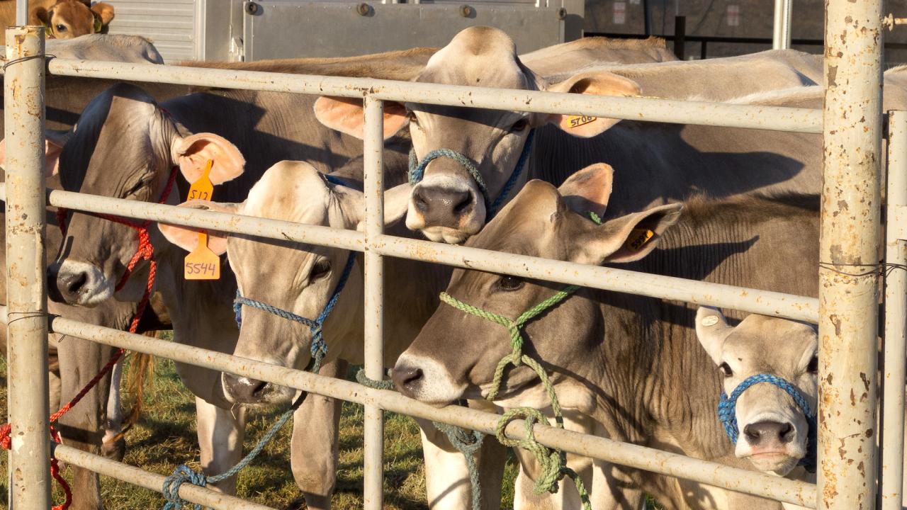 International Animal Welfare Training Initiative Livestock