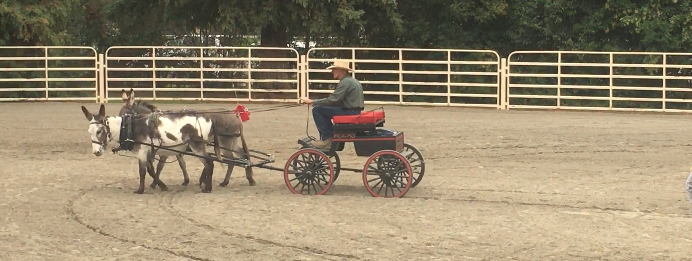 Dr Eric Davis driving a donkey cart