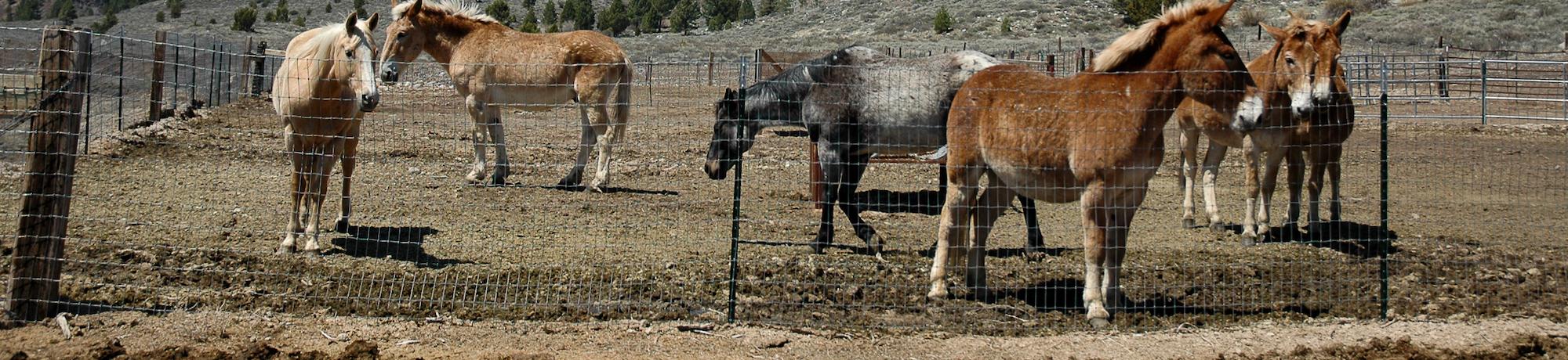 Horses stand in a pasture with hills and sky behind them