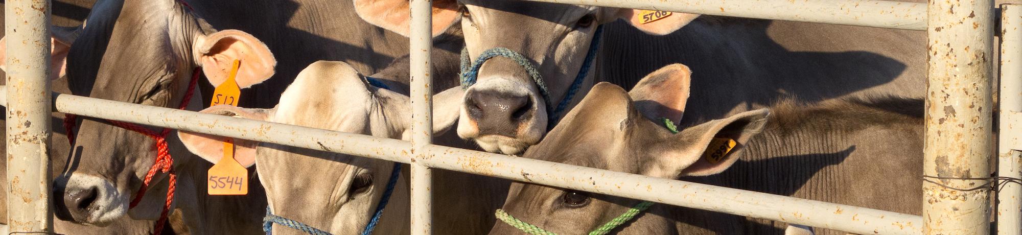 Several cows behind a fence