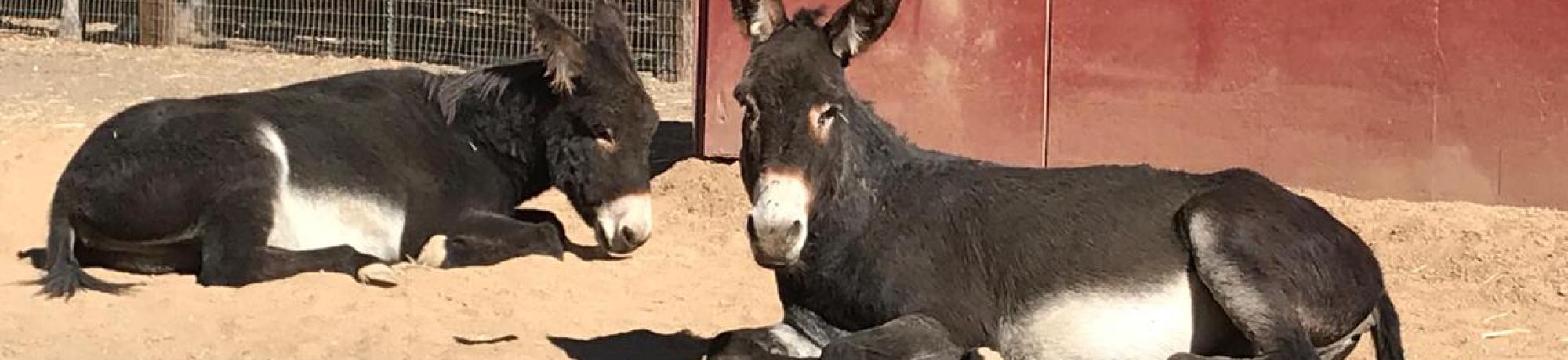 Microchip Scanning of Working Mule