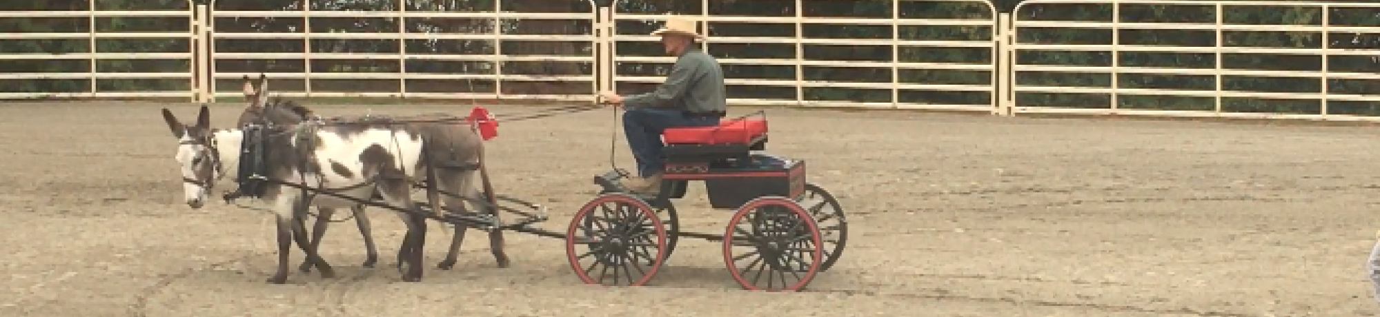 Pair of donkeys pulling a cart